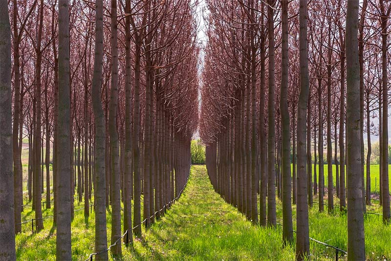Paulownia Plantation
