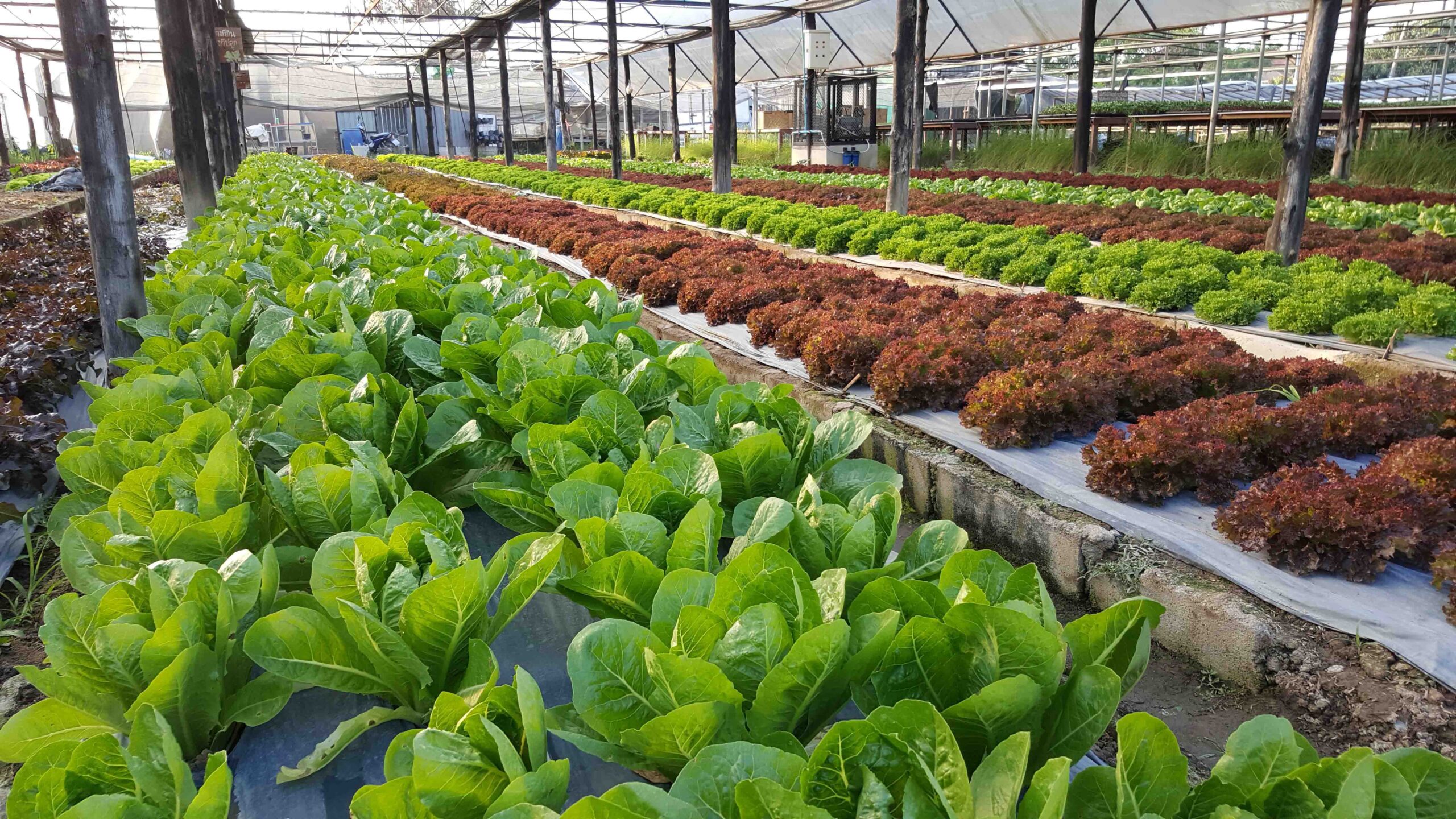 enzymes-and-bacteria